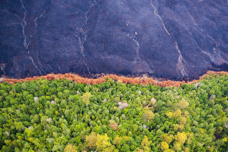 Black scorched earth next to green trees