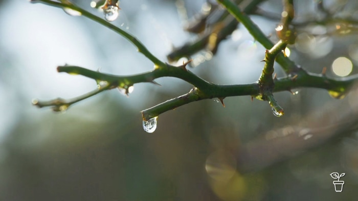 Dew drops falling from a pruned rose branch.