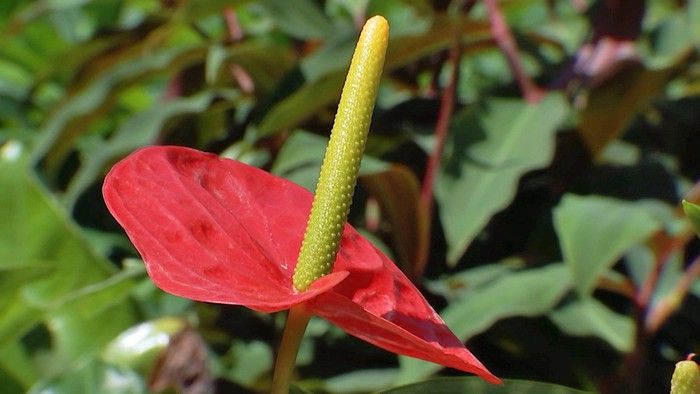 Amazing Anthuriums - Gardening Australia
