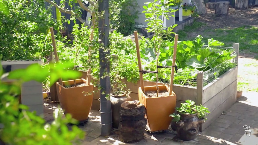 A garden with a raised vegie bed and vegetables growing in pots.