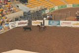 A horse and rider show off their campdrafting skills as bidders vie for the horse.