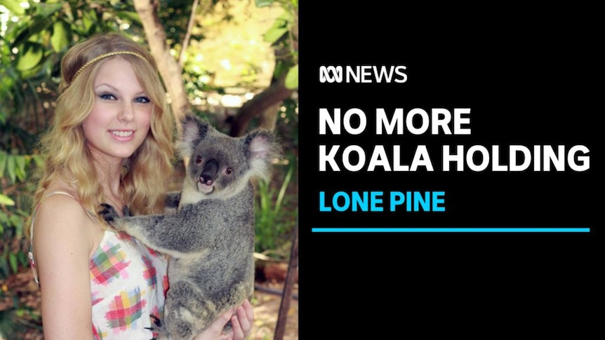 No More Koala Holding, Lone Pine: Taylor Swift with long blonde hair holds a koala.