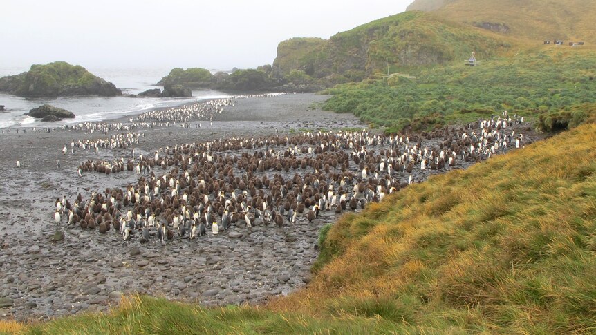 King penguins gather with their chicks at Sandy Bay on Macquarie Island.