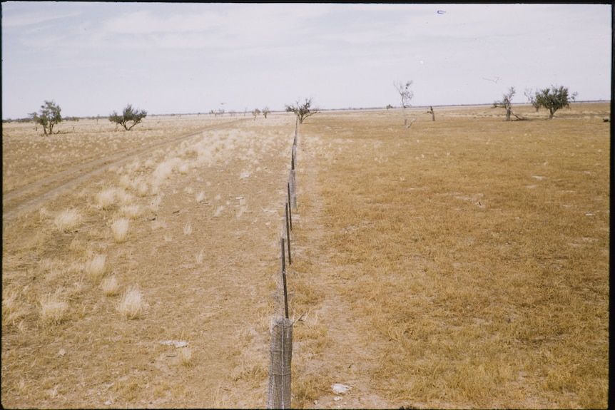 A colour photo from 1955 showing a fence line running throug ha paddock