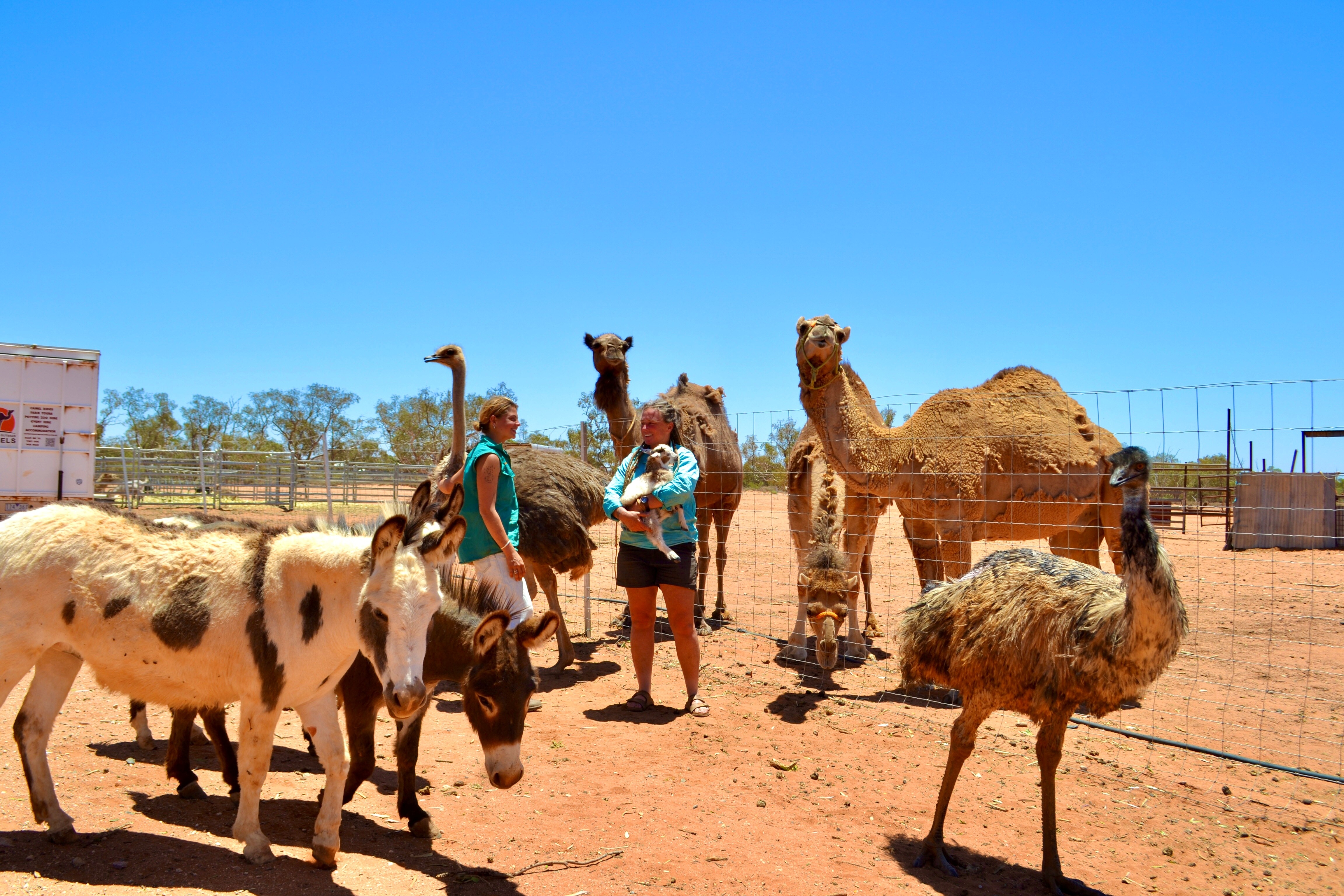 Annemijn e Petah estão entre os seus animais, que incluem dois burros, um avestruz, uma ema, uma cabra e três camelos.