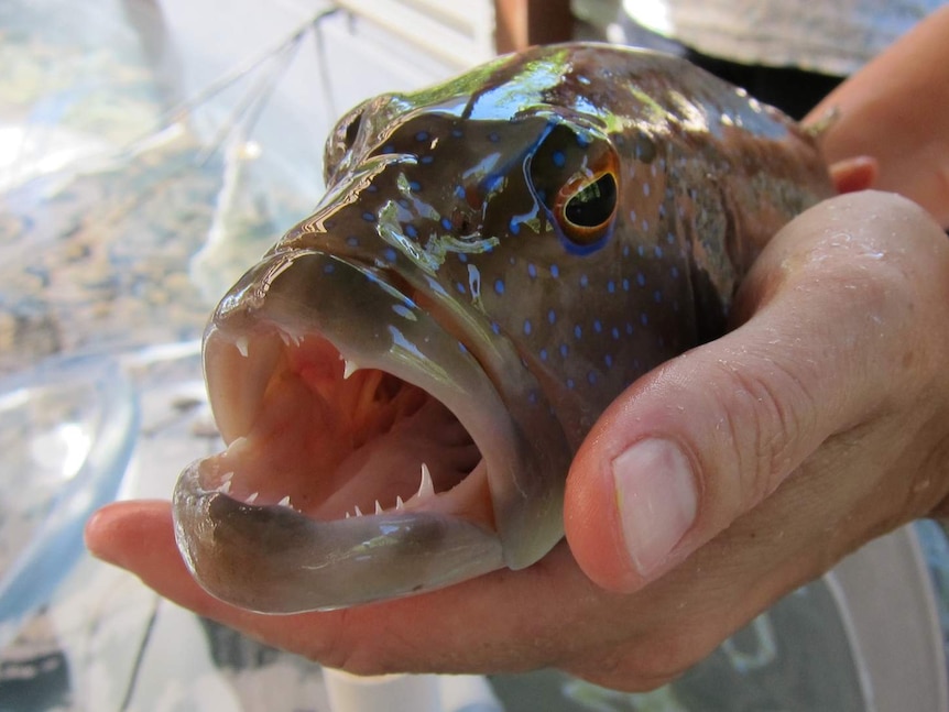 Coral trout being held above a tank