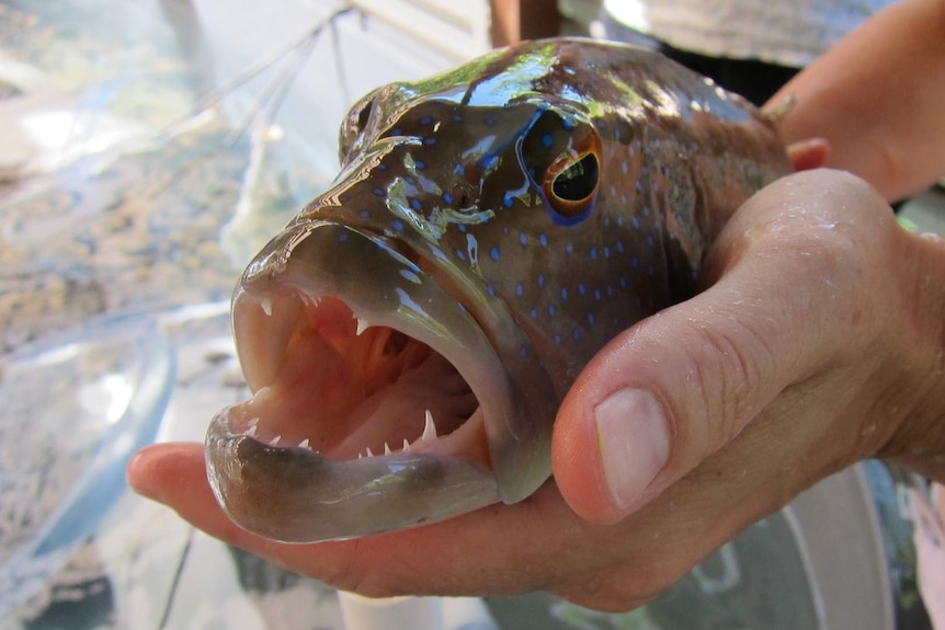 Coral trout being held above a tank