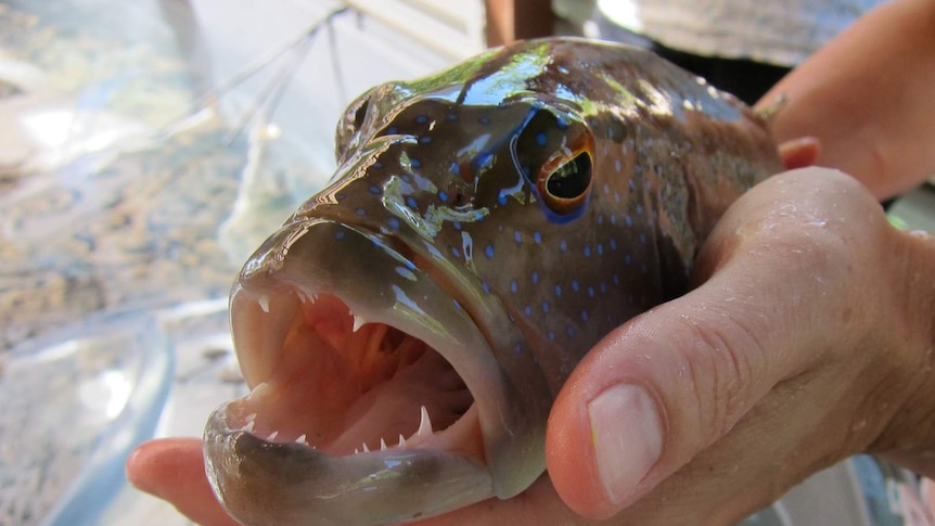 Coral trout being held above a tank