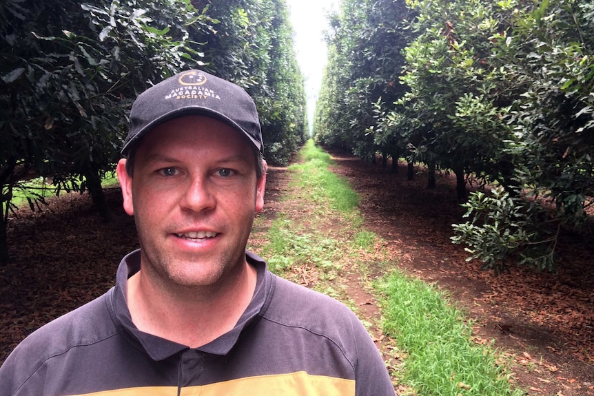 Australian Macadamia Society Productivity officer Robbie Commens stands in a row of macadamia trees