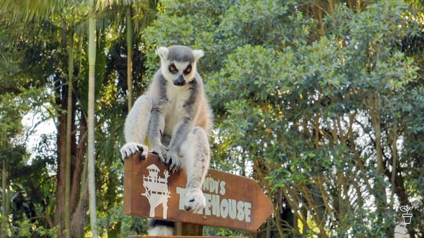 A lemur sitting on top of a wooden signpost.