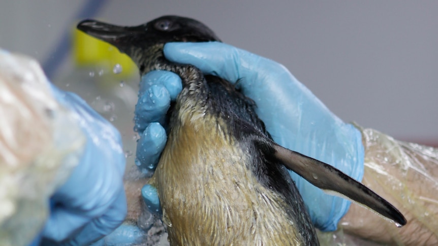 A penguin is washed down after being coated in oil spilt from the stricken cargo ship Rena.
