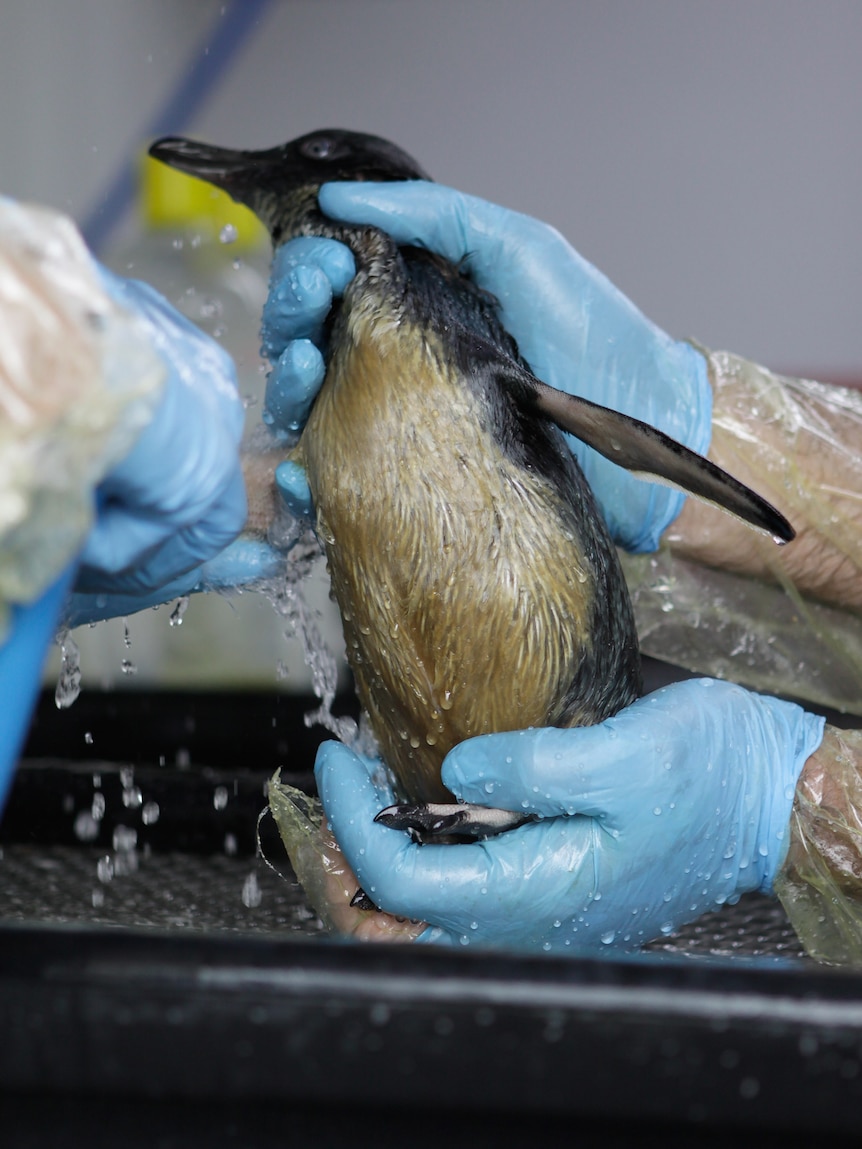 A penguin is washed down after being coated in oil spilt from the stricken cargo ship Rena.