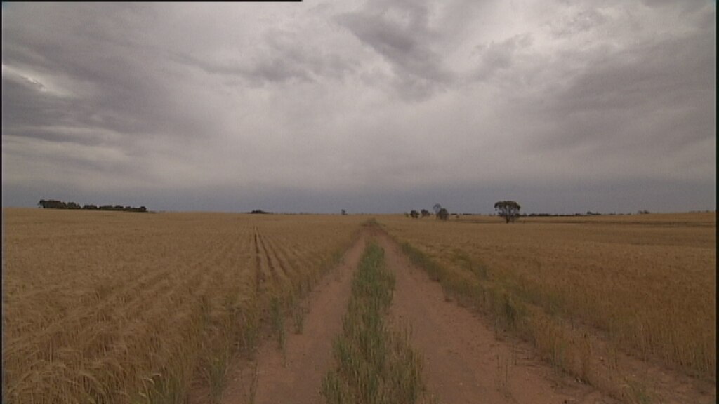 Farmers make the most of a dry season - ABC News