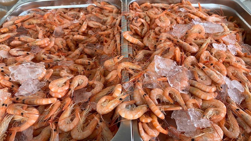 Tray of prawns resting in ice.