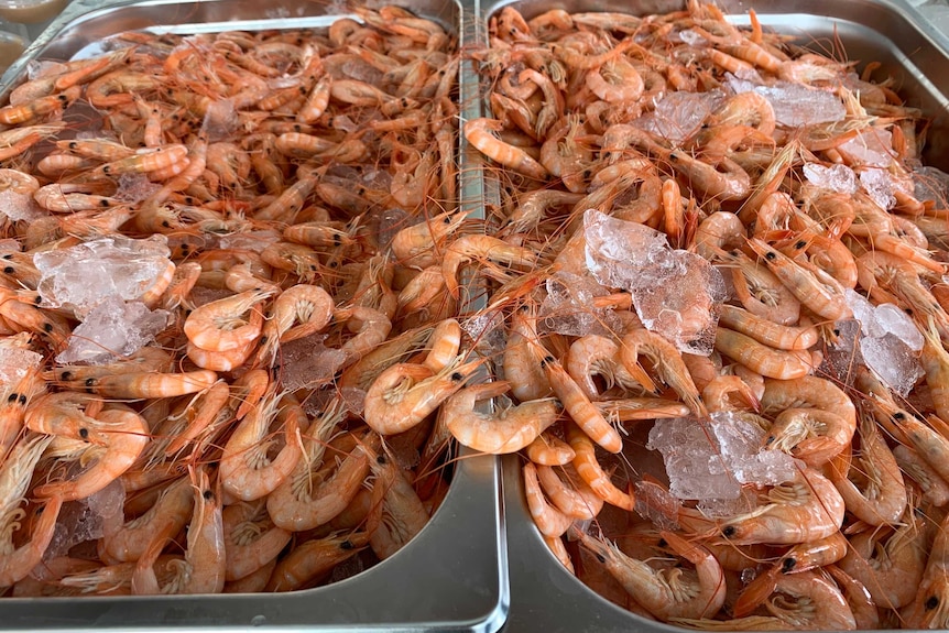 Tray of prawns resting in ice.