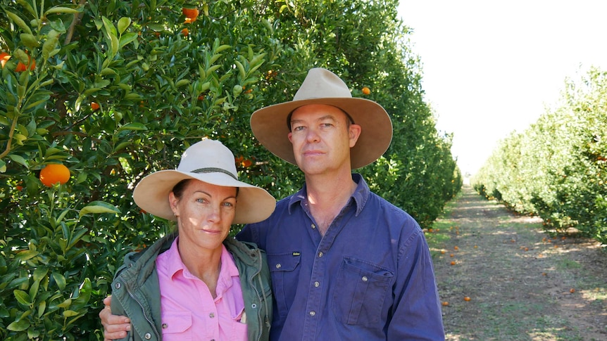 A wqman and man stand together between rows of mandarin trees.