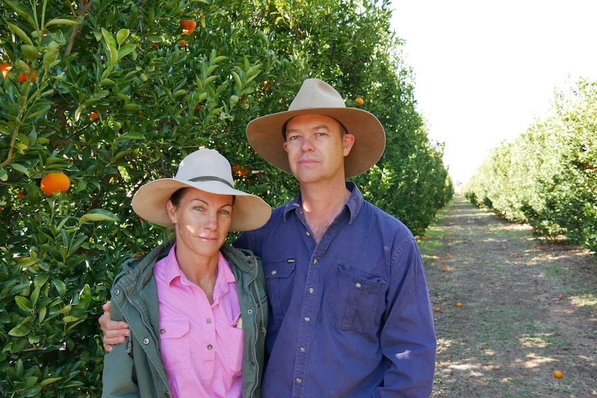 A wqman and man stand together between rows of mandarin trees.