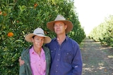 A woman and man stand together between rows of mandarin trees.