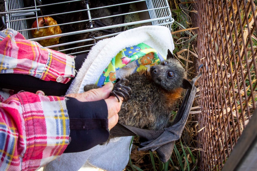 A bat is swaddled in a brightly coloured blanket