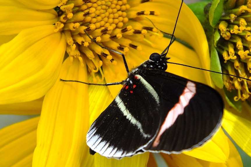 A Heliconius butterfly feeds on a flower in Ecuador.