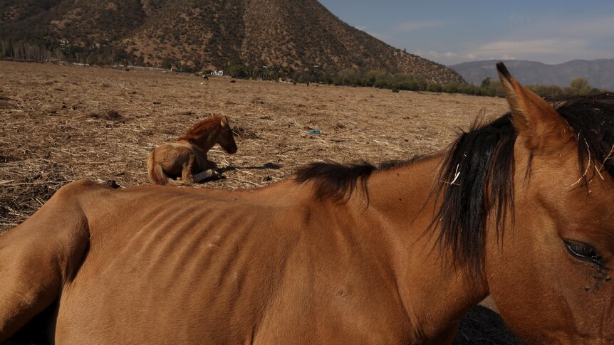 horses lay in a dried up lagoon 