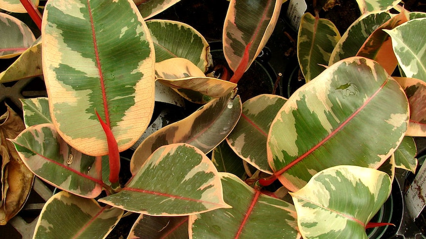 Close up of Rubber plant (Ficus elastica) for story on indoor plants that improve air quality