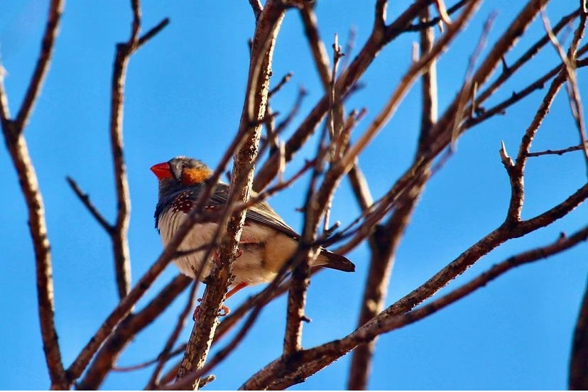 A desert bird on a branch.