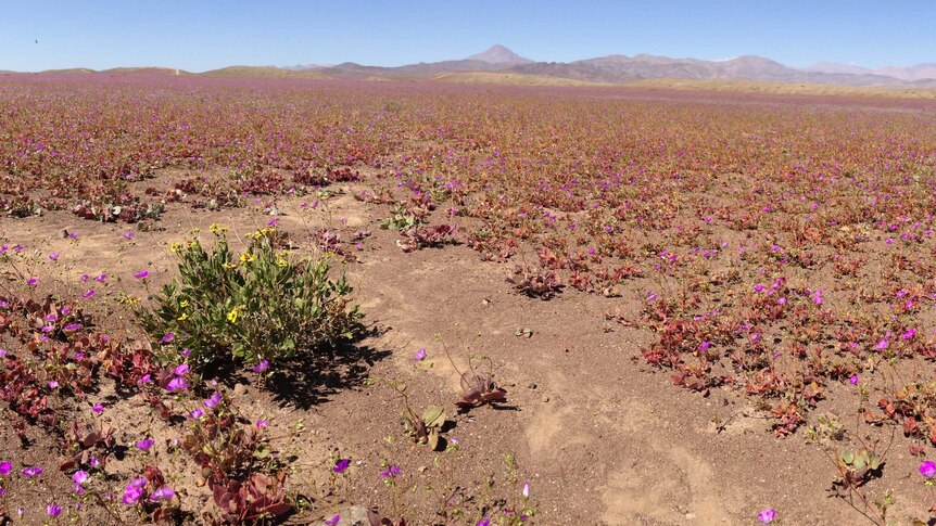 Atacama Desert during desierto florido