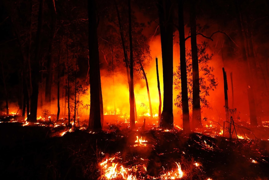 Fire can be seen in bush at night. It emits a red and yellow glow in the dark.