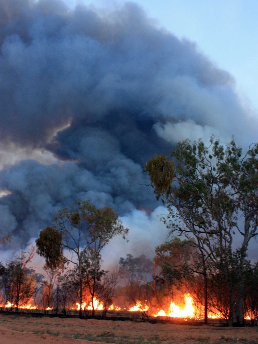 A plume of smoke rises from burning wattle.