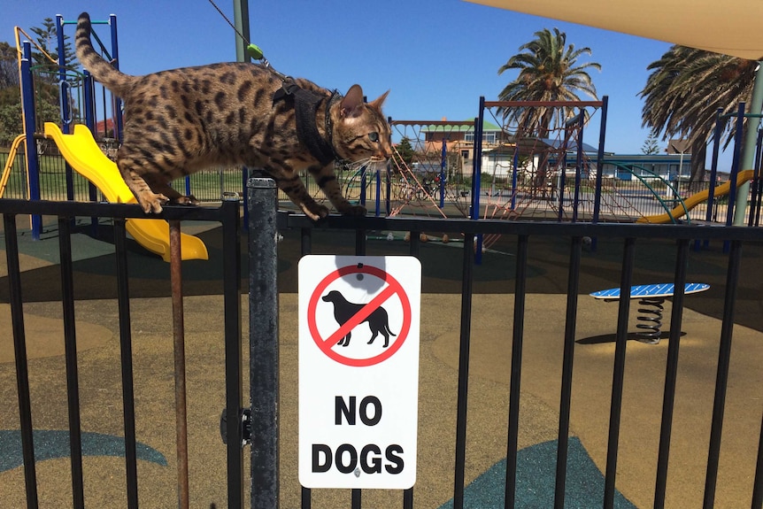A cat with dark brown spots stands on a black fence at a playground with a sign that says, 'No dogs allowed'.