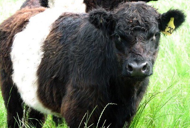 Black and white steer standing in green grass