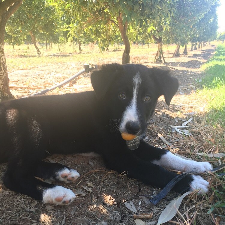 Young dog eating a Riverland cumquat