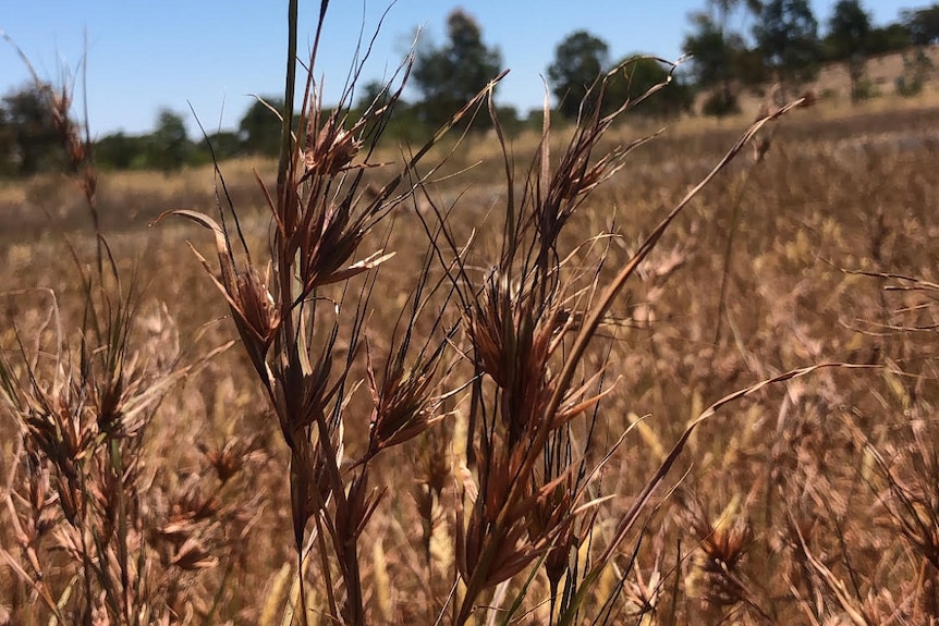 Kangaroo grass looks like a dry grass with little spikes.
