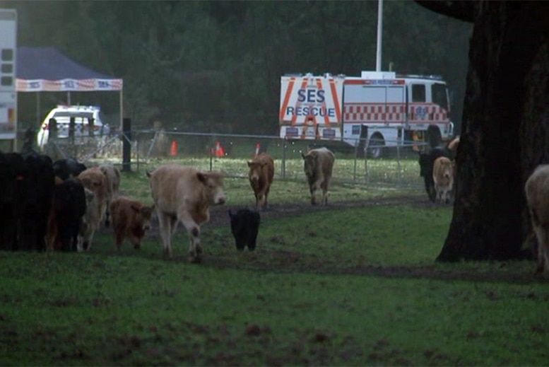 Cows walk in a field in front of an SES tent and truck and a police car in early morning light.