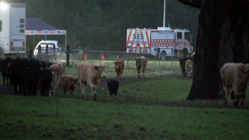 Cows walk in a field in front of an SES tent and truck and a police car in early morning light.