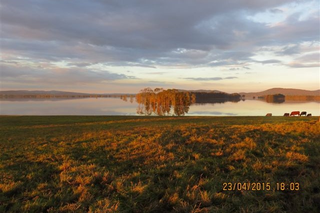 Cows stand on hill with flood water in background