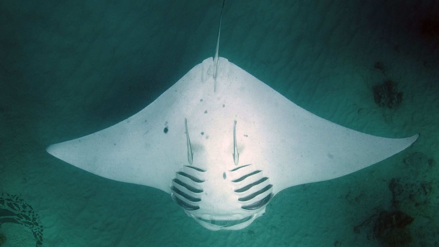 An underwater shot of a manta ray.