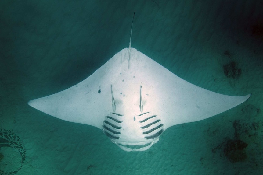 An underwater shot of a mantaray.