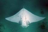 An underwater shot of a manta ray.
