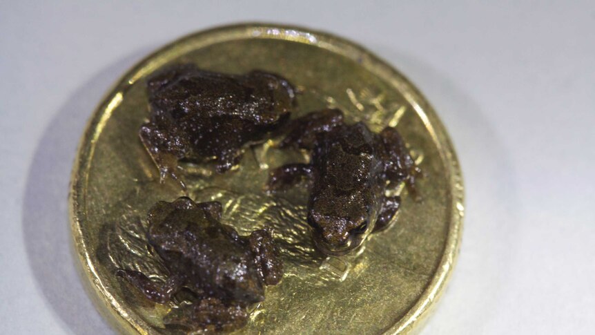 Three Baw Baw frogs on two dollar coin