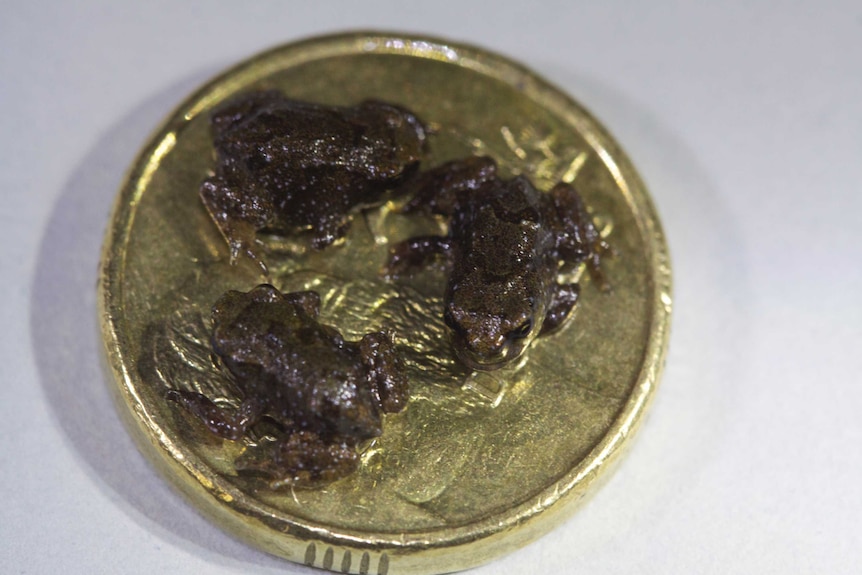 Three Baw Baw frogs on two dollar coin