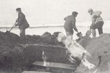 Black and white photo showing three men with shovels burying coffins in a long trench.