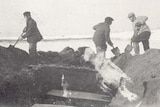 Black and white photo showing three men with shovels burying coffins in a long trench.