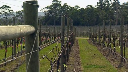 A local vigneron says the wet weather has set the vines up for a good season.