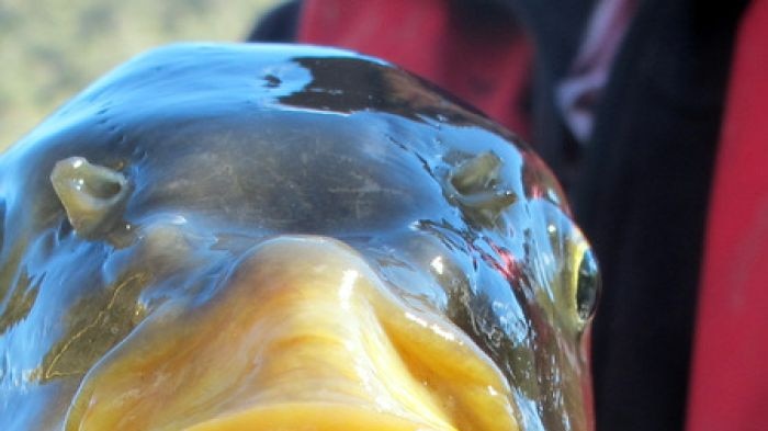 Stunning carp in the Murrumbidgee River