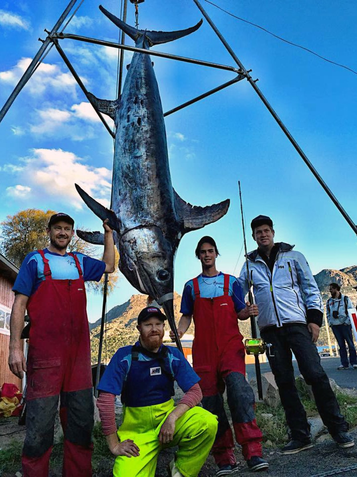 A 236 kg swordfish caught off Tasmanian east coast