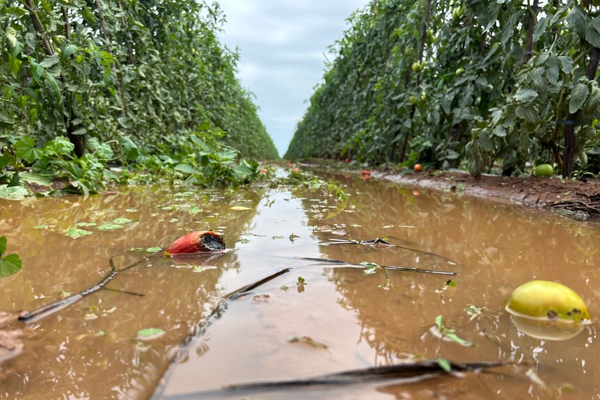Tomatoes floating in muddy water in lane of tomato paddock