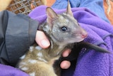 A quoll being held in a purple blanket.