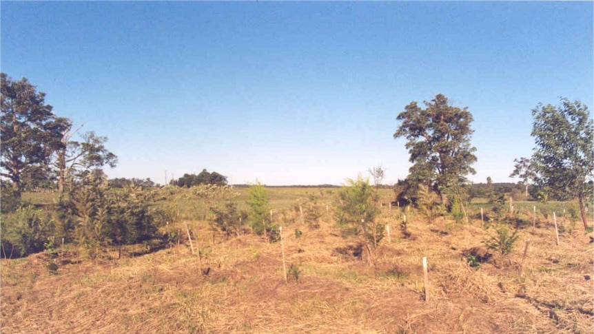 A brown landscape with a few new seedlings planted.